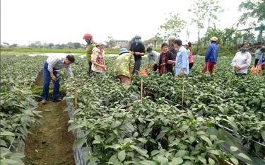 Farmers in Thanh Luong commune share experience in growing chilli for export.