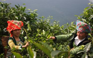 People in Giang Pang village, Sung Do commune of Van Chan district harvest Shan tuyet tea.