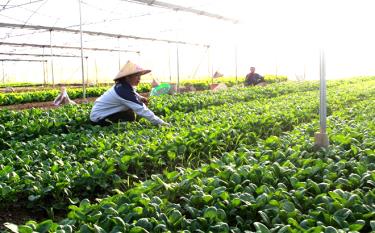 Caring for vegetables at the Minh Tien safe vegetable cooperative.
