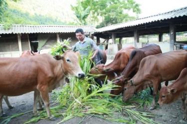 Many crop and animal farming models have been applied in Yen Bai.