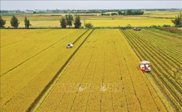Nông dân Thừa Thiên - Huế thu hoạch lúa vụ Hè Thu trên cánh đồng mẫu lớn. Ảnh tư liệu