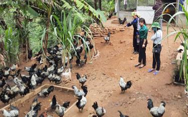 Mô hình nuôi gà đen của gia đình cựu chiến binh Hờ A Rùa ở bản Dề Thàng, xã Chế Cu Nha bước đầu tạo thu nhập thêm cho gia đình.