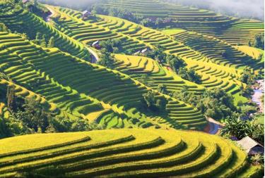 Mùa vàng trên những thửa ruộng bậc thang Hoàng Su Phì.