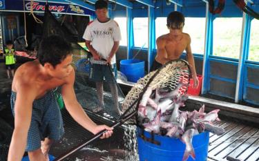 Cá tra vận chuyển đến nhà máy chế biến tại An Giang.