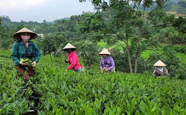 Người dân thôn Trác Đà, xã Hán Đà thu hái chè.