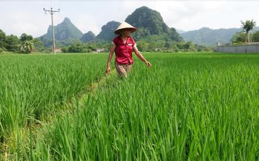 Nông dân xã Minh Xuân, huyện Lục Yên tích cực thăm đồng để kịp thời phát hiện và phòng trừ sâu bệnh.