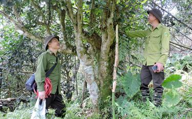 Hạt Kiểm lâm huyện Trấn tai m88 vin định vị, bảo tồn cây chè cổ thụ trong rừng Tầm Khầm, thôn Đồng Ruộng.