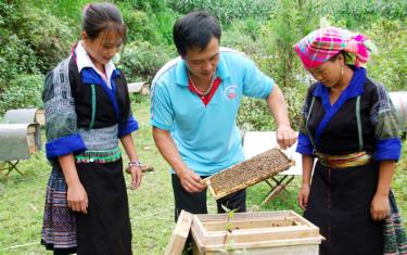 Huyện Mù Cang Chải có gần 6.300 đàn ong, sản lượng mật trung bình khoảng 65 - 80 tấn/dafabet dang nhap.