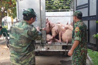 Việc lợn nhập lậu liên tục tuồn vào Việt Nam khiến giá lợn trong nước rơi vào tình trạng chưa tăng đã giảm.