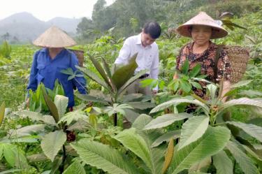 Người dân xã Kiên Thành thu hái lá cây khôi nhung.