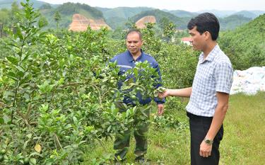 Anh Luân trao đổi, chia sẻ kinh nghiệp phát triển mô hình chanh tứ thời với cán bộ Hội Nông dân xã Việt Cường.