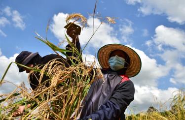 Thái Lan giảm trồng lúa sẽ gây thêm sức ép lên nguồn cung gạo.