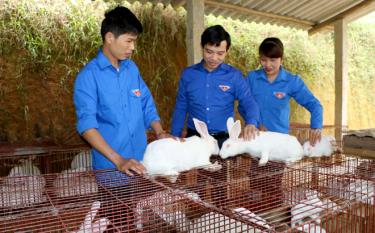 Các tổ chức Đoàn trong toàn tỉnh đã có nhiều hình thức hỗ trợ phù hợp với nhu cầu thực tế của thanh niên trong quá trình khởi nghiệp, phát triển kinh tế.