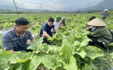 Lãnh đạo thị trấn Nông trường Liên Sơn, huyện Văn Chấn kiểm tra mô hình trồng cây ngưu bàng.