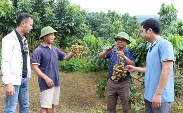 Nhiều người dân trên địa bàn huyện Văn Chấn đang thâm canh nhãn theo hướng VietGAP, nhằm tạo ra sản phẩm đảm bảo tiêu chuẩn chất lượng, đáp ứng yêu cầu thị trường.