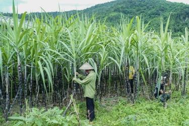 Việt Nam chính thức áp thuế chống bán phá giá với đường mía từ Thái Lan (ảnh minh hoạ)