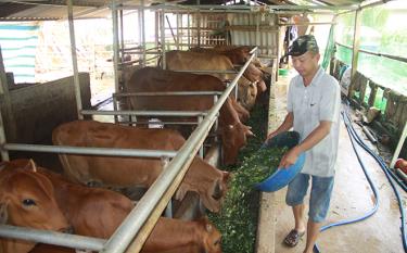 Cựu chiến binh Hà Văn Thiện - Chi hội bản Khum, xã Hồng Ca, huyện Trấn Yên chăm sóc đàn bò của gia đình.