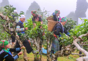 Người dân và du khách trải nghiệm hái chè Shan tuyết Suối Giàng.