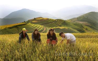 Ruộng bậc thang thôn Khe Táu, xã Phong Dụ Thượng thu hút đông đảo du khách tới tham quan, trải nghiệm.