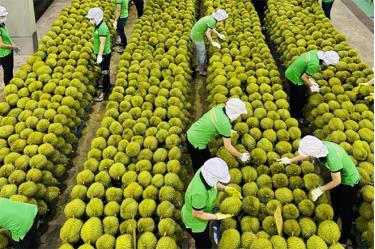 Xuất khẩu sầu riêng sang Trung Quốc năm nay tăng đột biến, đưa trị giá xuất khẩu rau quả sang Trung Quốc đạt gần 2 tỷ USD.