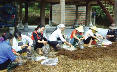 Hội viên Hội nông dân các xã huyện Văn Chấn làm nấm rơm cung ứng ra thị trường tiêu thụ.