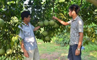 Công chức Địa chính - Nông lâm xã Hán Đà (bên phải) trao đổi với ông Bùi Mạnh Cường về kỹ thuật chăm sóc cây bưởi.