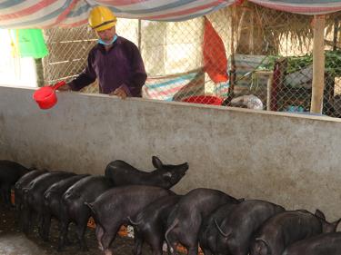 Nhờ sự hỗ trợ từ Nghị quyết số 69 của HĐND tỉnh, ông Lương Ngọc Liên đã mạnh dạn chuyển đổi chăn nuôi từ nhỏ lẻ sang chăn nuôi hàng hóa.