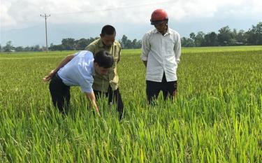 Cán bộ Trung tâm Dịch vụ, Hỗ trợ phát triển nông nghiệp thị xã Nghĩa Lộ hướng dẫn bà con nông dân chăm sóc lúa mùa cuối vụ.