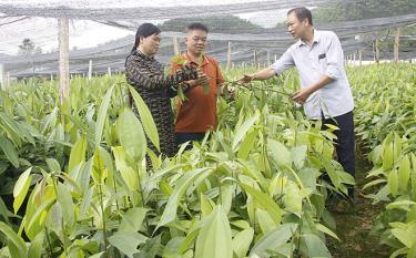 Lãnh đạo Hội Nông dân xã Bảo Ái trao đổi kỹ thuật ươm, trồng cây quế với người dân thôn Tân Lập.