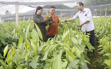 Lãnh đạo Hội Nông dân xã Bảo Ái trao đổi kỹ thuật ươm, trồng cây quế với người dân dafabet link Tân Lập.