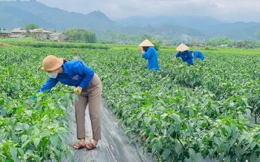 Mô hình trồng ớt đem lại hiệu quả kinh tế cao của người dân xã Thanh Lương.

