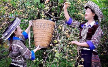 Lần đầu tiên huyện Mù Cang Chải tổ chức “Lễ hội Sơn tra” nhằm nâng cao giá trị các sản phẩm thực phẩm, dược liệu, ẩm thực từ Sơn tra.