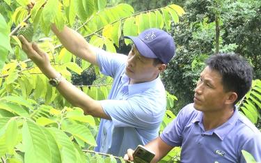 Ông Lê Viết Bảo - Giám đốc Trung tâm Ứng dụng, kỹ thuật, thông tin Khoa học và công nghệ tỉnh Yên Bái kiểm tra mô hình trồng Na nhập nội tại xã Suối Bu, huyện Văn Chấn