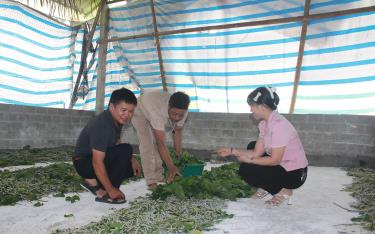 Ông Hoàng Văn Tuy ở thôn Bồ, xã Chấn Thịnh, huyện Văn Chấn thu nhập 170 triệu đồng/năm từ nghề trồng dâu, nuôi tằm.