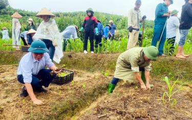 Cán bộ, đảng viên và nhân dân xã Đông Cuông, huyện Văn Yên tham gia chiến dịch “Ươm mầm dâu- đẹp, giàu quê hương