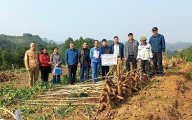 Ngành nông nghiệp huyện Văn Yên phối hợp nghiên cứu, đánh giá kết quả các giống sắn mới để đưa vào sản xuất.