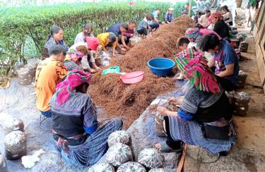 Đến nay, Mù Cang Chải có khoảng 39,5 ha rau, nấm sản xuất hàng hóa; sản lượng trên 1.200 tấn sản phẩm/năm.