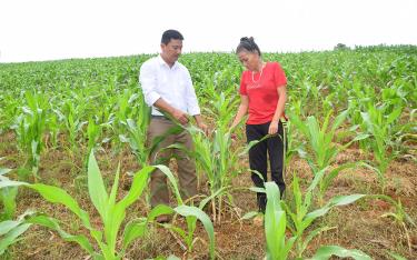 Viên chức Trung tâm Dịch vụ, Hỗ trợ phát triển nông nghiệp huyện Văn Chấn (bên trái) hướng dẫn người dân kỹ thuật phòng trừ sâu keo mùa thu trên cây ngô.