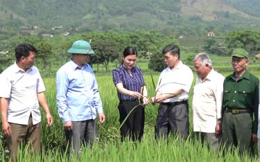 Đồng chí Nguyễn Thị Xuân Hương - Bí thư Đảng ủy xã Đồng Khê trao đổi với cán bộ, nhân dân về mô hình trồng lúa tại bản Tạo.