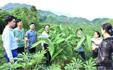 Ông Phùng Kim Tiến (thứ 2, bên trái) chia sẻ với lãnh đạo Hội Nông dân huyện Lục Yên quá trình trồng thử nghiệm cây giang lấy lá của gia đình.