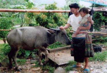 Con trâu  này, trị giá 13 triệu đồng gia đình chị Giàng Thị Nu ở thôn Ba Cầu, xã Suối Bu phải phục thuốc 6 tháng mới hồi phục.