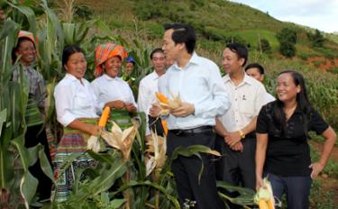 Đồng chí Đào Ngọc Dung - Ủy viên Trung ương Đảng, Phó bí thư Thường trực Tỉnh ủy kiểm tra mô hình trồng ngô lai trên đất nương ở huyện Trạm Tấu.