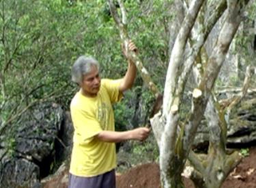 Ông Lương Chân Chính thôn Cầu Vè, xã Tân Lĩnh, huyện Lục Yên chặt hạ những cây cam cuối cùng bị chết do sâu bệnh.