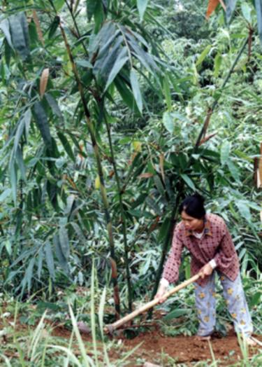 Chăm sóc tre măng Bát Độ ở Trấn Yên.