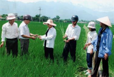 Lãnh đạo Đảng ủy,UBND phường Cầu Thia, kiểm tra diện tích áp dụng thâm canh phân viên dúi sâu.
