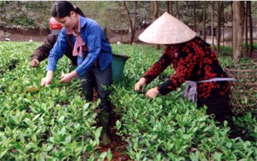 Chè đạt tiêu chuẩn phải đạt một tôm hai lá và hái bằng tay.
(Ảnh: H.N)