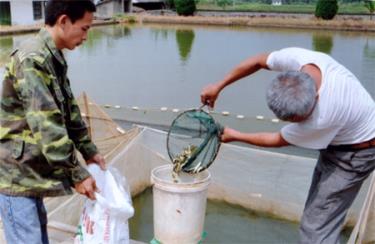 Trại Giống thủy sản Nghĩa Lộ cung cấp cá giống cho khác hàng.