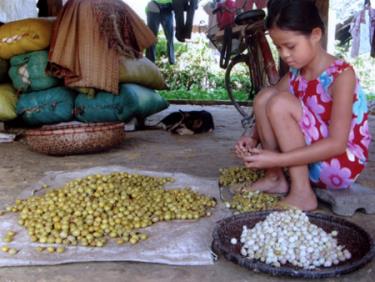 Người dân Bản Xa tích cực làm thêm nghề phụ để tăng thu nhập.
Ảnh: Bóc thuê quả sạ cho các hiệu thuốc.