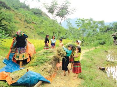 Đồng bào Mông trong thôn thu hoạch lúa nước.
