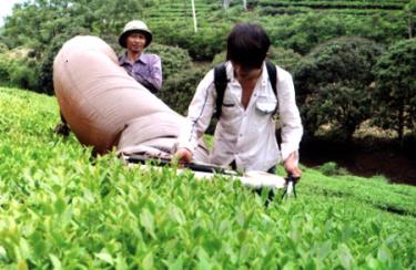 Nhờ cải tạo giống chè cũ bằng giống chè mới, nhiều hộ dân ở Văn Chấn đã sống được bằng cây chè.